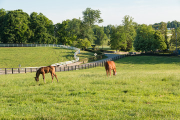 Plakat Konie na farmie koni. Krajobraz kraju.