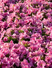 Fototapeta premium Petunia flowers background