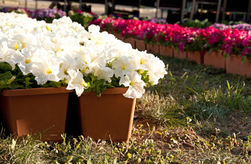 Petunia flowers
