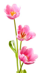 Beautiful tulips isolated on white