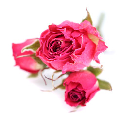 Fototapeta premium Beautiful pink dried roses, isolated on white