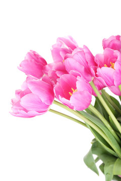 Beautiful pink tulips, isolated on white