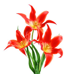Beautiful red tulips, isolated on white