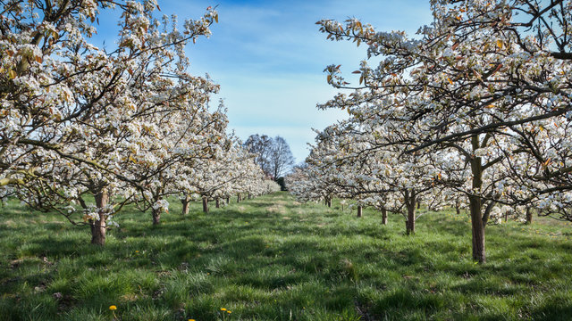 rows of blossoming cherry trees