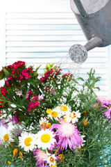 Water can watering flowers on wooden background