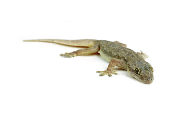Naklejka premium Gecko