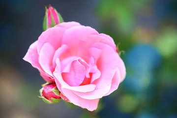 Beautiful pink rose on green bush