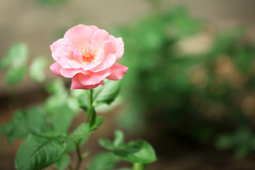 Beautiful rose on green bush
