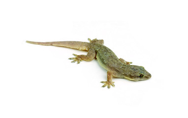 Gecko