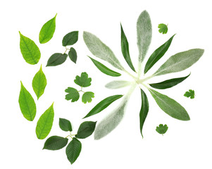 Green leaves isolated on white