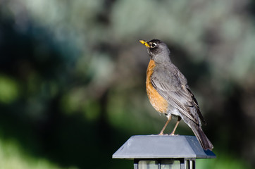 American Robin Perched on a Backyard Light