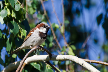 Male House Sparrow Perched on a Branch