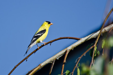 American Goldfinch Perched on a Branch Against a Blue Sky