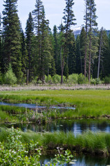 Marsh in the Mountains