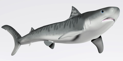 Obraz premium Tiger Shark Profile