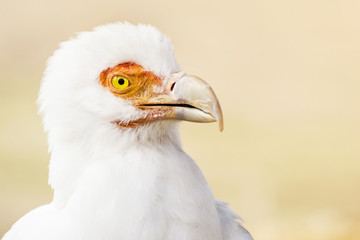Palm-nut Vulture portrait (Gypohierax angolensis)