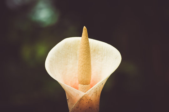 Love flower