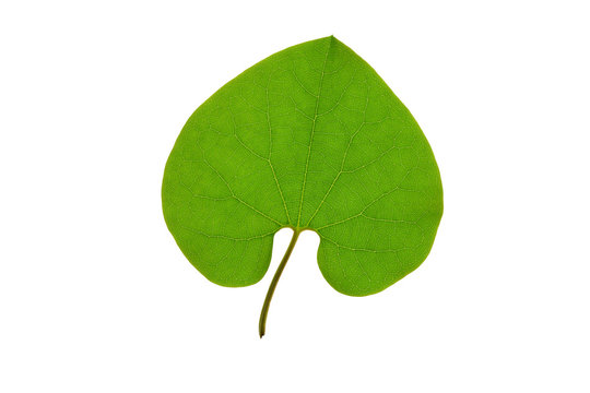 Green Leaf Heart Shape Isolated On White Background