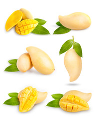 Yellow mango collection isolated on white background.