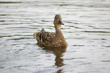 Wild duck in a pond