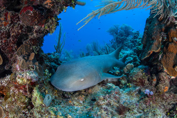 Fototapeta premium Nurse Shark 1