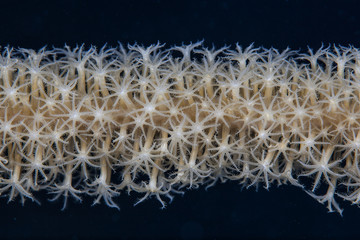 Fototapeta premium Soft Coral Polyps