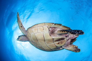 Fototapeta premium Hawksbill Turtle and Sun