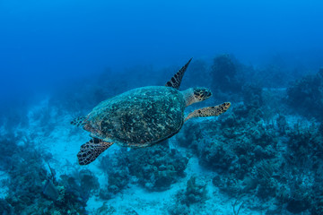 Fototapeta premium Hawksbill Turtle 3