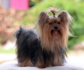 dog yorkshire terrier