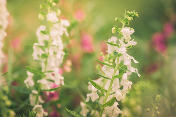 Antirrhinum majus or Snapdragons or Dragon flowers vintage