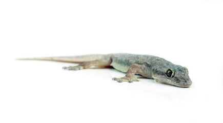 Gecko  on white background