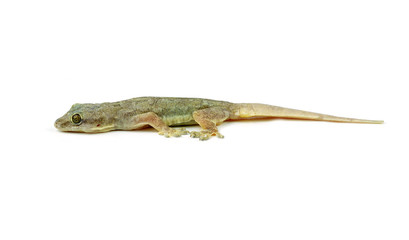 Gecko  on white background