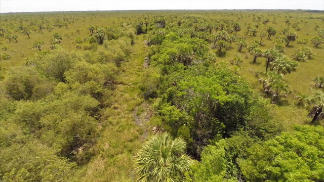 Aerial nature preserve with palm trees