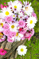 Wildflowers and tree bark on grass