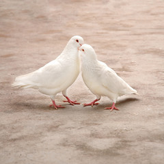 two loving white pigeons