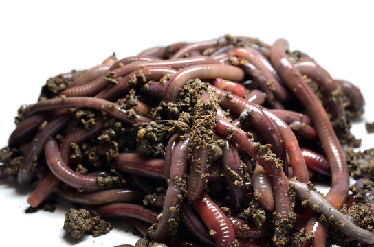 Canadian Nightcrawlers - fishing worms to the ground