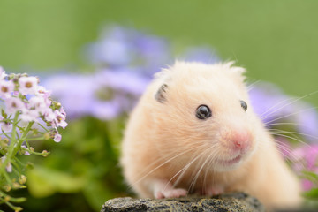 花畑とキンクマハムスター