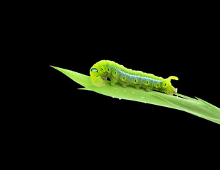 Green butterfly worm is staying on the plant on white background
