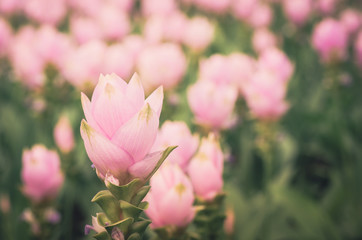 Obraz na płótnie Canvas Curcuma alismatifolia or Siam tulip or Summer tulip vintage