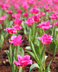 Pink Tulips