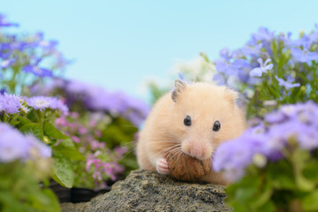 花畑でクルミを食べるキンクマハムスター