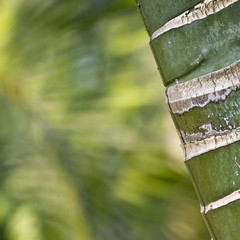 detail of bamboo tree