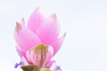 Fototapeta na wymiar Curcuma alismatifolia or Siam tulip or Summer tulip