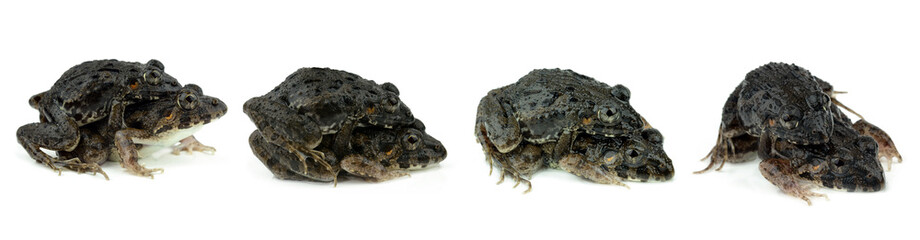 frogs mating on a white background