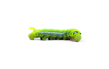 Green worm