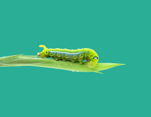 Green butterfly worm is staying