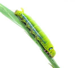 Green butterfly worm is staying on the plant on white background