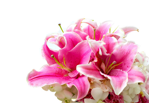 Lily pink orchid flower on white background