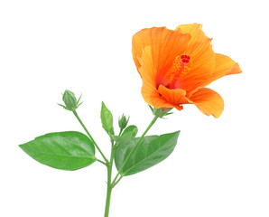 hibiscus flower isolated on a pure white background