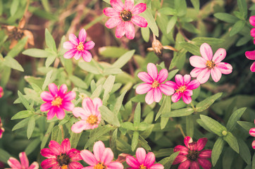 Zinnia flower vintage